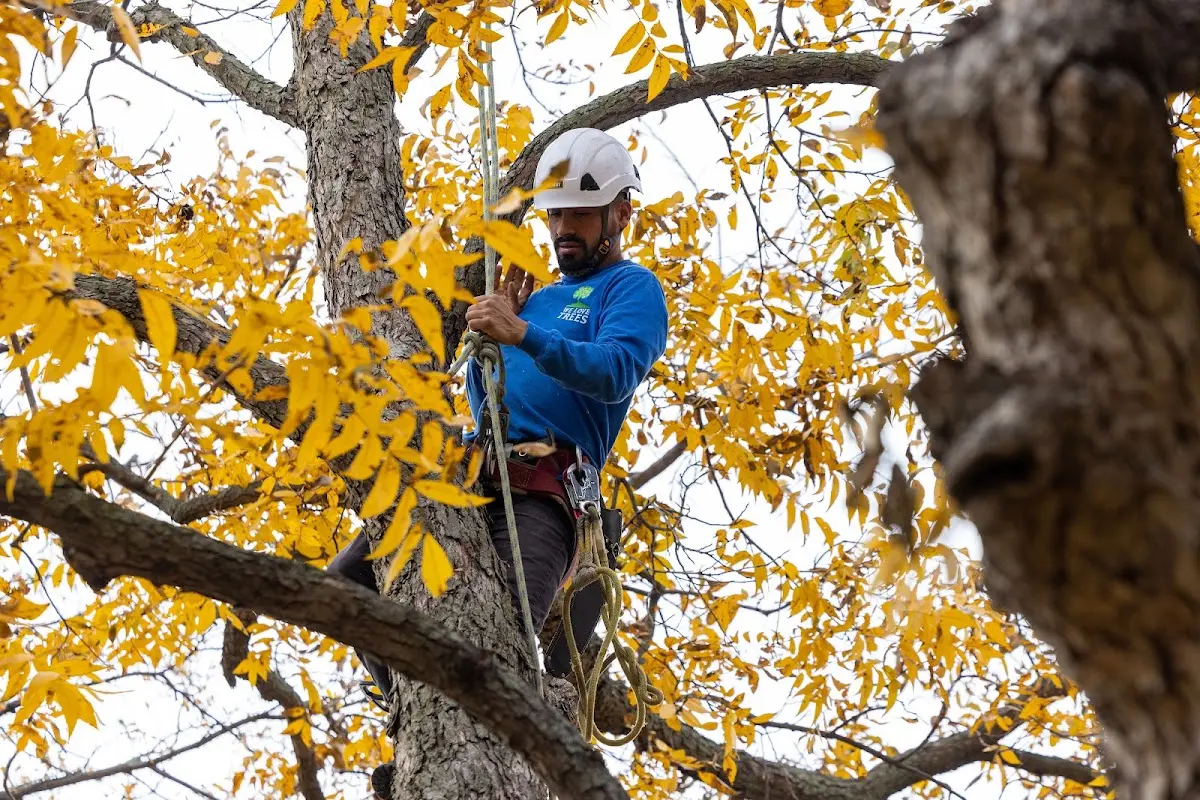 Skilled Storm Damage Cleanup crew working in Brookesmith